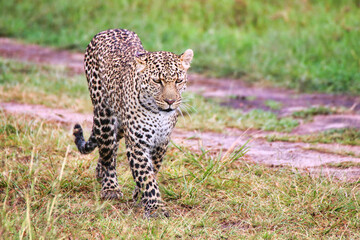 A Young Leopard on the safari trails in Maasai Mara game reserve, Kenya, Africa