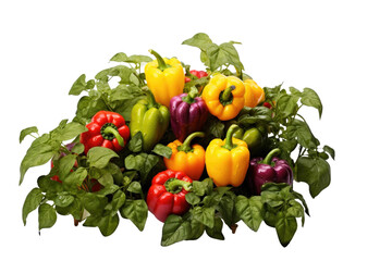 Bell Pepper Bliss on isolated background