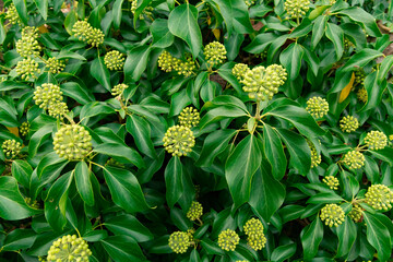 section of a large garden plant