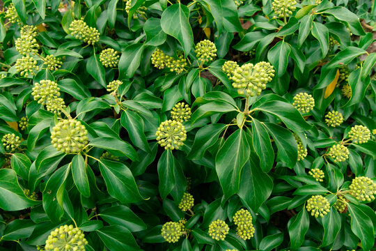 section of a large garden plant