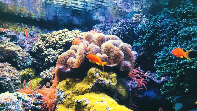 The marine life of tropical fish. Tropical fish reef marine Colourful tropical coral reefs. Underwater Sea Tropical Life. Underwater sea fish. Underwater aquarium with sea fish.