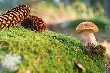 White mushroom on moss, close-up of an autumn mushroom, collecting forest gifts, idea for a postcard. Relaxation in the forest and restoration of mental health, idea of nature walks or forest baths