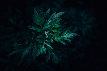 Fototapeta na wymiar A close up of wild dark green Mugwort leaves