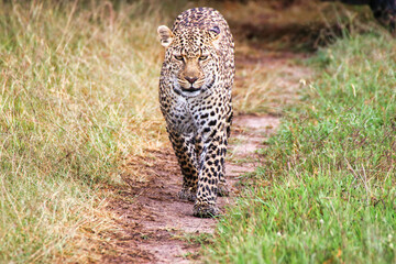 A Young Leopard on the safari trails in Maasai Mara game reserve, Kenya, Africa