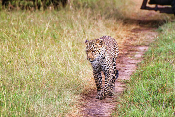 A Young Leopard on the safari trails in Maasai Mara game reserve, Kenya, Africa