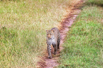 A Young Leopard on the safari trails in Maasai Mara game reserve, Kenya, Africa