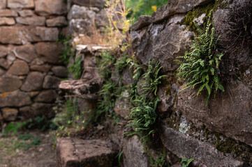 Asplenium trichomanes - Maidenhair spleenwort - Capillaire des murailles