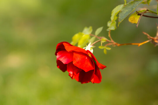 red rose og green blured background