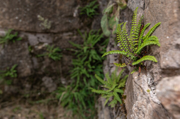 Obraz premium Asplenium trichomanes - Maidenhair spleenwort - Capillaire des murailles