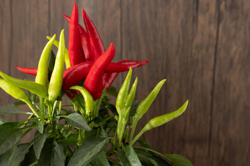 plant with hot chilli peppers in green and red colors with a wooden background