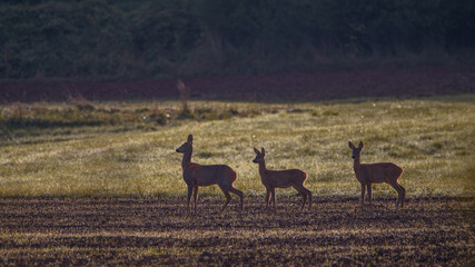 Deer on a green field.