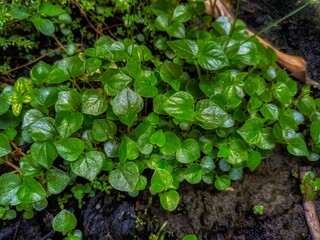 Fresh green wet leaf on the plant, close-up of beauty in nature.