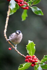 Adult female bullfinch (Pyrrhula pyrrhula) perched in the branch of a holly tree - Yorkshire, UK in Autumn
