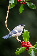 Obraz premium Adult female bullfinch (Pyrrhula pyrrhula) perched in the branch of a holly tree - Yorkshire, UK in Autumn