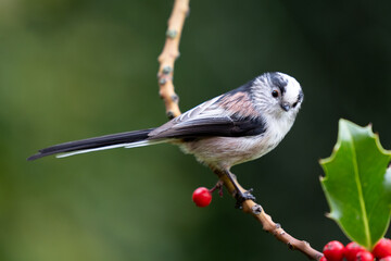Long Tailed Tit (Aegithalos caudatus) perched in the branch of a holly tree - Yorkshire, UK in...