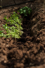 Plant of Basil on earth and roots 