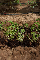 Plant of Basil on earth and roots 
