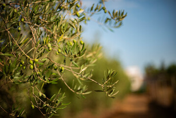 Fototapeta na wymiar Mediterranean Olive tree in the season Spain