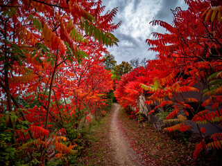 Herbstlich gefärbte Blätter eines Götterbaums