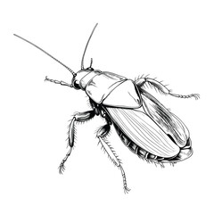 Hand Drawn Sketch Cockroach Insect Illustration