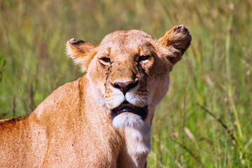 Close up of a Lioness in the Maasai Mara Game reserve,Kenya,Africa
