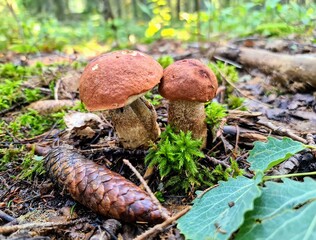 Two young orange cap Leccinum aurantiacum red-capped scaber stalk birch bolete boletus fungi fungus mushrooms growing in the forest wet soil with coniferous tree cone, moss and fallen leaves 