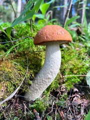 Single young orange cap Leccinum aurantiacum red-capped scaber stalk birch bolete boletus fungi fungus with curved stipe stalk growing under the fallen rotten tree trunk with moss on it 