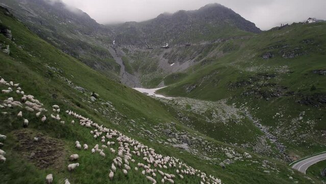 Owce na tle g&oacute;r Fagaras , Transfagarasan Romania.
