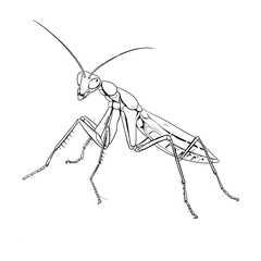 Hand Drawn Sketch Praying Mantis Illustration

