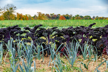 Gemüseanbau auf dem Feld