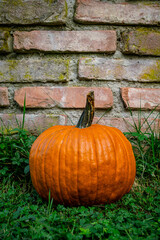 Ripe pumpkin on a green lawn leaning against a brick wall