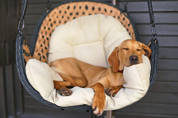 Cute beige and white 5-month-old Eurohound (European sled dog) puppy posing outdoors sleeping on a soft pillow placed in a hanging rattan chair