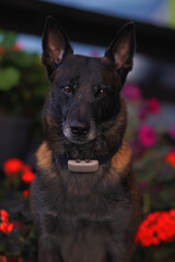 The portrait of a serious Belgian Shepherd dog Malinois wearing a black collar with a brown GPS tracker on it sitting outdoors in summer evening
