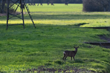 Capreolus capreolus-Roe deer-Chevreuil/IUCN=LC-M101_011_001
