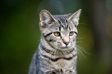Fototapeta premium Portrait of cute tabby kitten