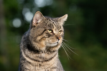 Old male tabby cat