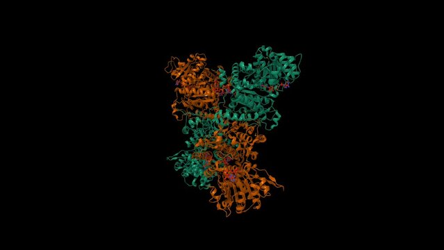 Crystal structure of human mitochondrial NAD(P)(+)-dependent malic enzyme. Animated 3D cartoon and Gaussian surface models, chain id color scheme, PDB 1qr6, black background