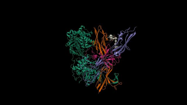 Cryo-EM structure of FGF23(pink)-FGFR3c-aKlotho(green)-HS quaternary complex. Animated 3D cartoon and Gaussian surface models, chain id color scheme, PDB 7t3a, black background