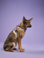 Portrait of a beautiful dog lilac background. Mix of breeds. Happy Pet in the studio
