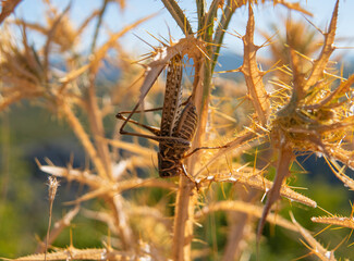 detail of a plant with Grasshopper sitting on it