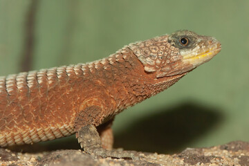 Closeup on a giant girdled lizard, Cordylus giganteus sitting on wood