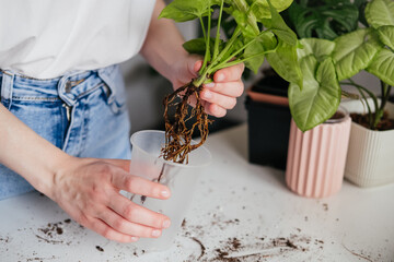 Female hands repotting green syngonium houseplant. Woman inspecting soil around roots. Root rot,...