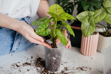 Woman repotting syngonium houseplant into transparent container. Hands adding up fresh soil in pot. Urban jungle indoors. Spring summer season