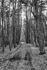 ground road through an empty forest