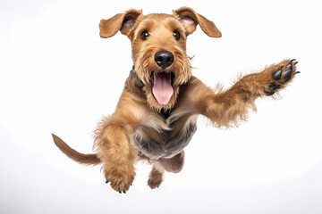 Airedale Terrier Jumping on White Background	
