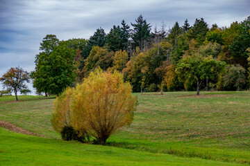 Weidenbaum im Herbst