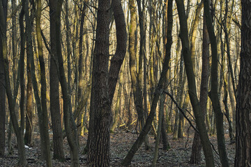 temperate forest during snowless winter