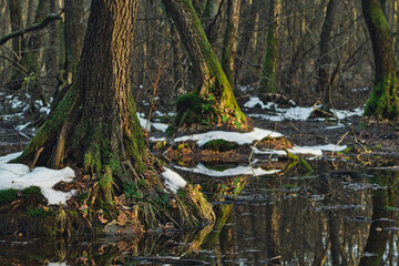 Alder carr in Poleski National Park in Poland during winter season