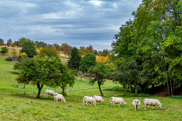 Kühe grasen auf einer Weide