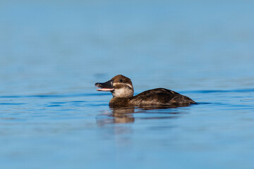  Lake Duck in Pampas Lagoon environment, La Pampa Province, Patagonia , Argentina.